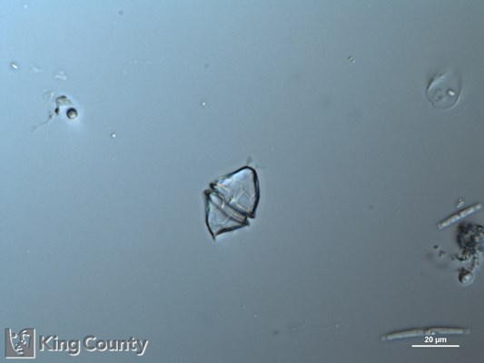 Photo of Heterocapsa triquetra